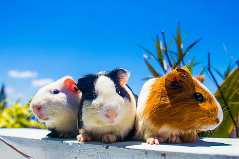 Animal, Guinea Pig, Rodent, HD wallpaper HD wallpaper