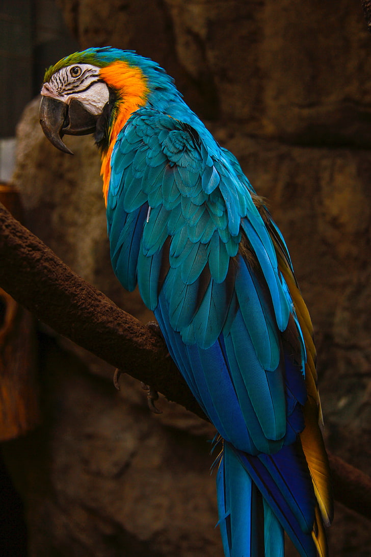 pappagallo blu e giallo, pappagallo, ara, uccello, blu, Sfondo HD, sfondo telefono