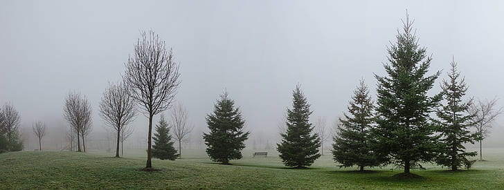 pine trees covered with fog, morning, panorama, pine trees, fog, mist, misty, Ontario, Canada, Nikon D7000, Frost, Frosty, tree, nature, forest, outdoors, landscape, HD wallpaper