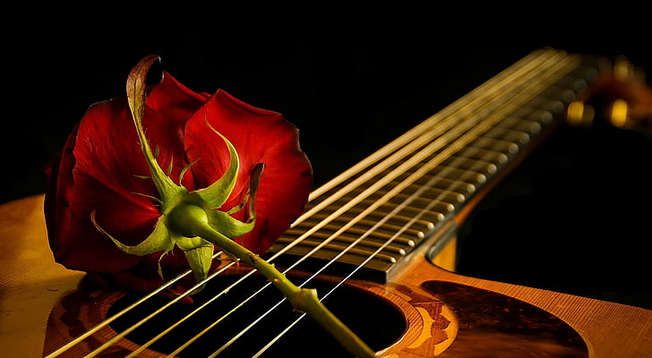 китара, червено, музикален инструмент, червени цветя, цветя, HD тапет
