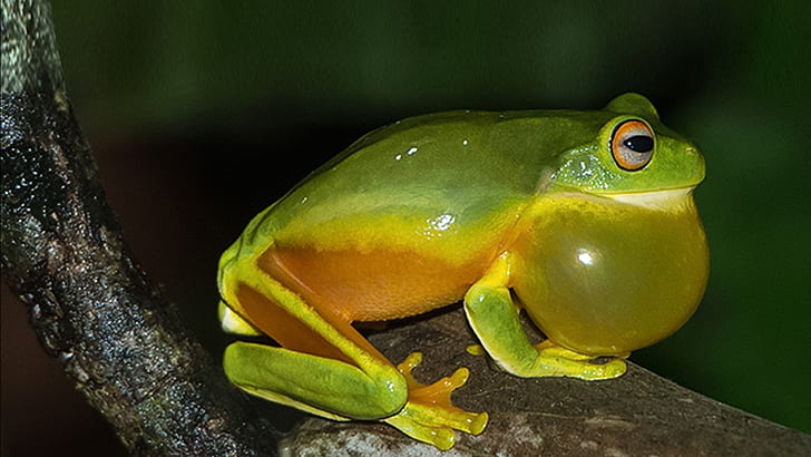 Amphibious Rainforests In Australia Frog In The Night Walk Animal Hd Wallpapers 1920×1080, HD wallpaper