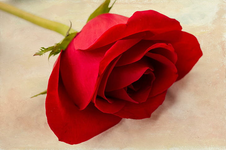 Love Is Like A Single Rose, red rose, flower, rose, love, single, texture, nature and landscapes, HD wallpaper
