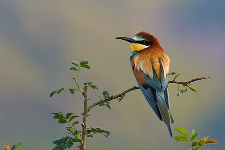  branches, nature, bird, European bee-eater, Kalin Botev, HD wallpaper HD wallpaper