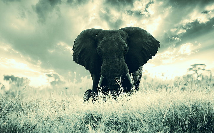 Elephant Background, gray mammoth, Animals, Elephant, animal, grass, HD wallpaper