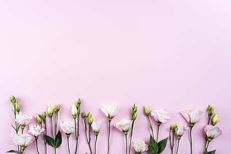 цветы, белый, розовый фон, хризантема, красиво, романтично, эустома, HD обои HD wallpaper