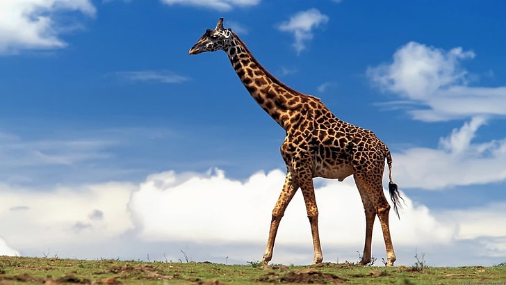 figurine girafe marron et noir, animaux, nature, girafes, Fond d'écran HD