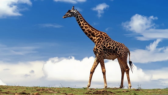 statuetta giraffa marrone e nera, animali, natura, giraffe, Sfondo HD HD wallpaper