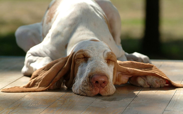 Basset Hound de limón y blanco adulto, perro, hocico, orejas, sueño, mentira, Fondo de pantalla HD