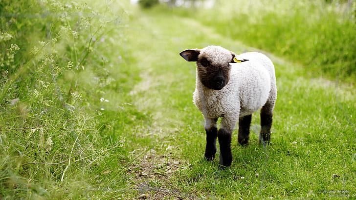 Little Lamb, Szwecja, Zwierzęta, Tapety HD