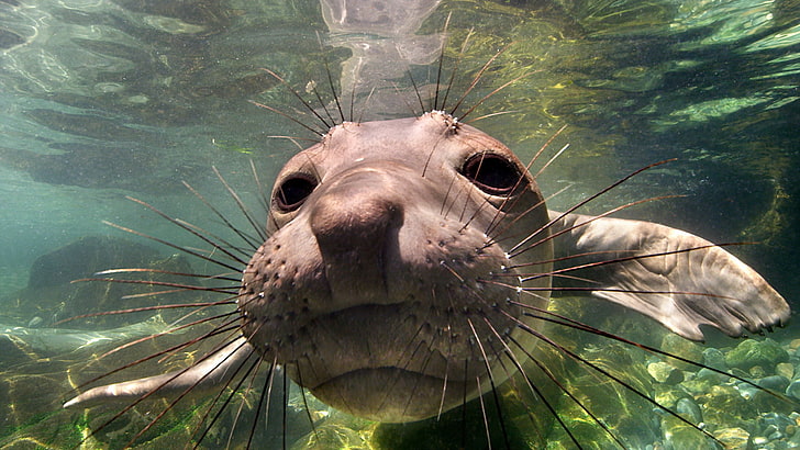 lion de mer gris, Mexique, Basse Californie, éléphant de mer, Fond d'écran HD