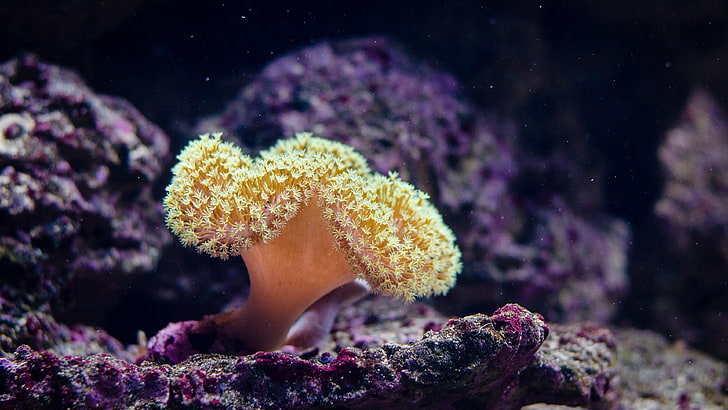 الشعاب المرجانية ، والشعاب المرجانية ، والشعاب المرجانية ، والبيولوجيا البحرية ، والشعاب المرجانية الصخرية ، والكائن الحي ، وشقائق النعمان ، والتصوير تحت الماء ، والتصوير الكلي، خلفية HD
