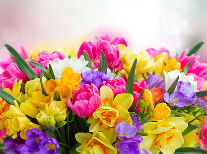 Beautiful Spring Flowers, assorted-color freesia and tulips, Holidays, Easter, Colorful, Tulips, Beautiful, Spring, Flowers, Colors, Crocus, Seasonal, Daffodils, Blossom, Vivid, floral, 2017, sia, HD wallpaper HD wallpaper