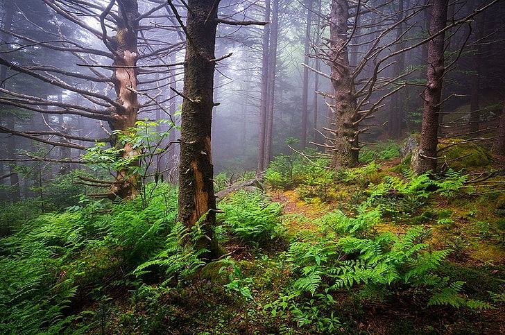 природа, пейзаж, туман, лес, папоротники, утро, дневной свет, деревья, HD обои
