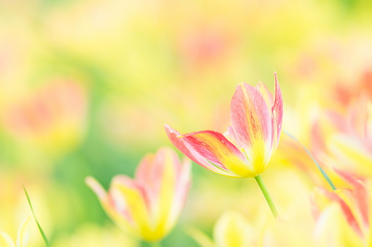 bunga, alam, makro, berwarna-warni, Wallpaper HD