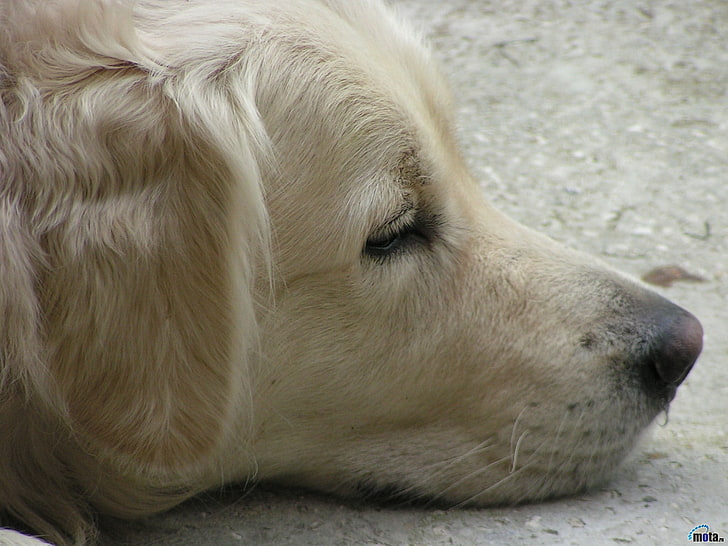 retriever Labrador kuning dewasa, anjing, golden retriever, wajah, hewan, Wallpaper HD