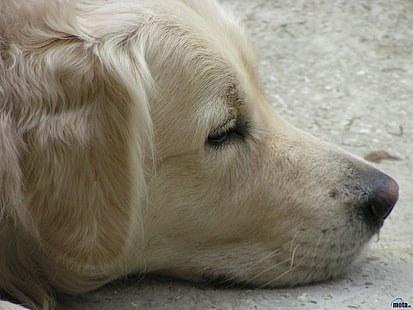 ลาบราดอร์รีทรีฟเวอร์สีเหลืองผู้ใหญ่สุนัขโกลเด้นรีทรีฟเวอร์ใบหน้าสัตว์, วอลล์เปเปอร์ HD HD wallpaper