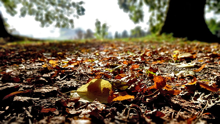 коричневые листья, мелкая фокусировка фотография листьев в дневное время, природа, осень, листья, деревья, грязь, крупным планом, HD обои