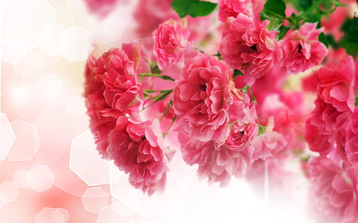 Close-up de flores de cravo rosa, flor rosa, rosa, cravo, flores, HD papel de parede