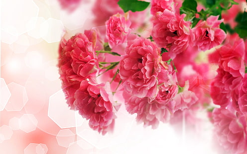 ピンクのカーネーションの花、ピンクの花、ピンク、カーネーション、花のクローズアップ、 HDデスクトップの壁紙 HD wallpaper