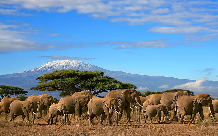 Elefantes rebanho árvore Monte Kilimanjaro, Quênia bonito papel de parede Hd Widescreen, HD papel de parede