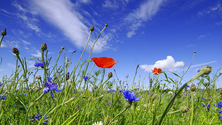 red poppies and blue cornflowers, the sky, flowers, Maki, meadow, cornflowers, HD wallpaper