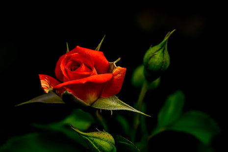 червена роза, роза, червена роза, лято, Япония, Канагава, Йокохама, Аоба, на открито, природа, растение, дърво, цвете, флора роза, макро, боке, Nikon D750, NIKKOR, f / 1.8, f / 1, 8G, Nikon AF, f / 1, CLUB, червено, роза - Цвете, венчелистче, красота в природата, едър план, HD тапет HD wallpaper