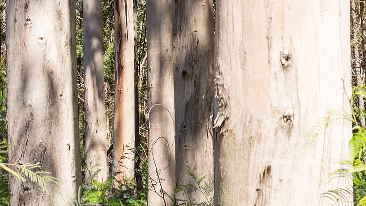 tree, wood, trunk, plant, branch, grove, plant stem, eucalyptus, HD wallpaper