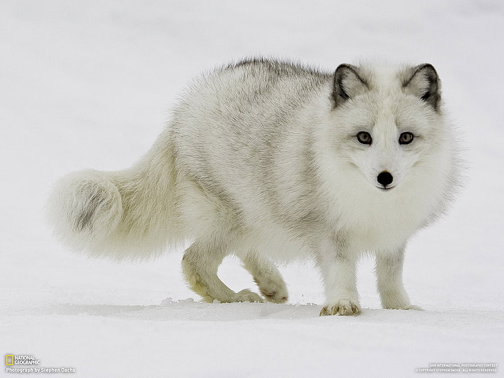 white Arctic fox, White, Snow, Scribe, HD wallpaper