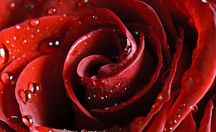 Belle rose écarlate, fleur rose rouge, Aero, Macro, Belle, Rose, écarlate, Fond d'écran HD