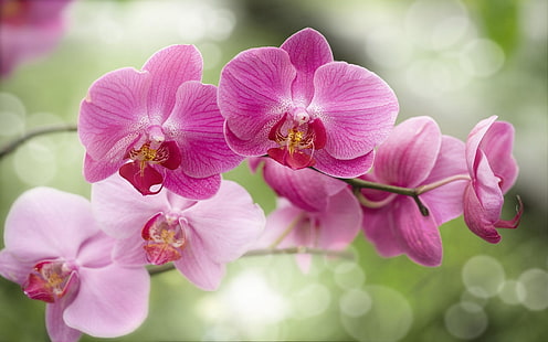 Beautiful Pink Flowers Orchid Hd Wallpaper, Wallpaper HD HD wallpaper