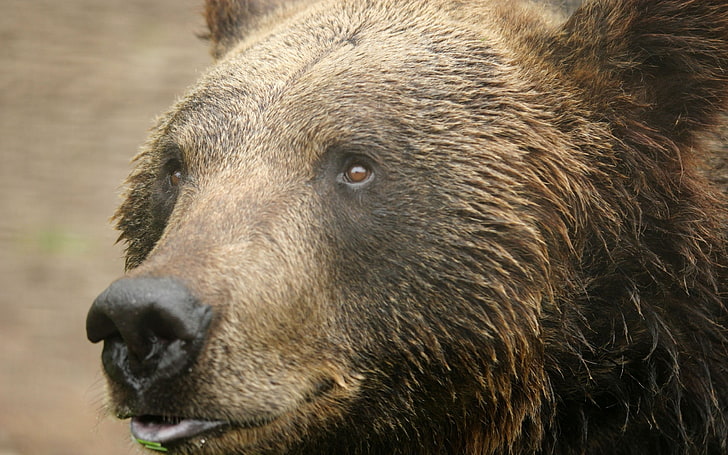 niedźwiedź grizzly, niedźwiedź, twarz, oczy, włosy, Tapety HD