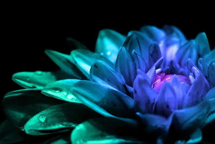 fleur pétale pourpre, fleurs, coloré, gros plan, pétales, fleurs bleues, Fond d'écran HD
