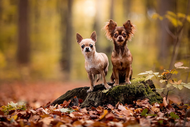 autumn, forest, dogs, look, leaves, nature, pose, two, stump, pair, a couple, Duo, friends, Chihuahua, baby, two dogs, faces, HD wallpaper