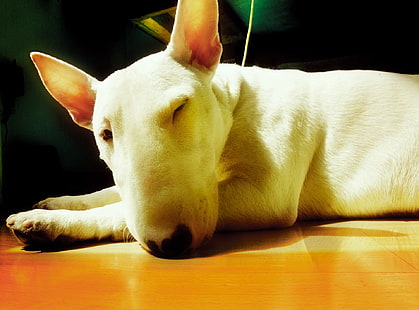 Cães, Bull Terrier, HD papel de parede HD wallpaper