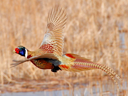 photo of pheasant flying on water, ring-necked pheasant, national wildlife refuge, ring-necked pheasant, national wildlife refuge, Lacreek National Wildlife Refuge, photo, water, Ring-necked Pheasant, NWR, FWS, USFWS, Nature  Conservation, bird, nature, animal, wildlife, red, multi Colored, HD wallpaper HD wallpaper
