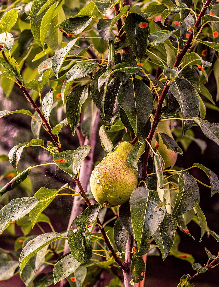 grüne Kürbisfrucht, Birne, Baum, Niederlassung, Tropfen, HD-Hintergrundbild, Handy-Hintergrundbild