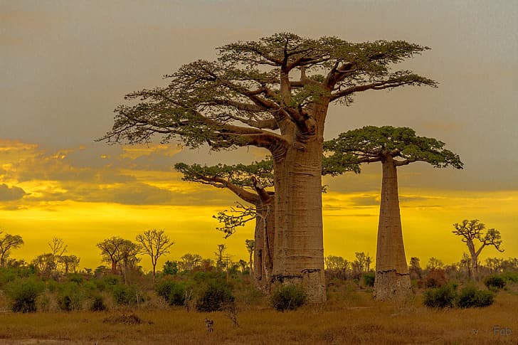 baobab, resplandor, Madagascar, Fondo de pantalla HD