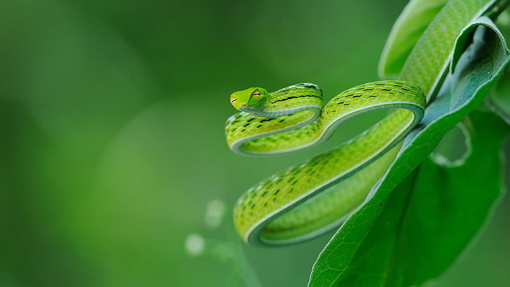 zielony wąż, fotografia selektywna ostrości zielonej żmii na zielonym liściu w ciągu dnia, przyroda, drzewa, liście, zwierzęta, wąż, makro, zbliżenie, zieleń, głębia ostrości, Tapety HD