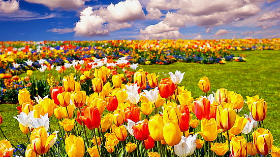 colorful, tulips, spring, clouds, tulip, tulip field, flowers, flower field, HD wallpaper HD wallpaper