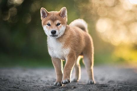  Dogs, Shiba Inu, Baby Animal, Bokeh, Dog, Pet, Puppy, HD wallpaper HD wallpaper