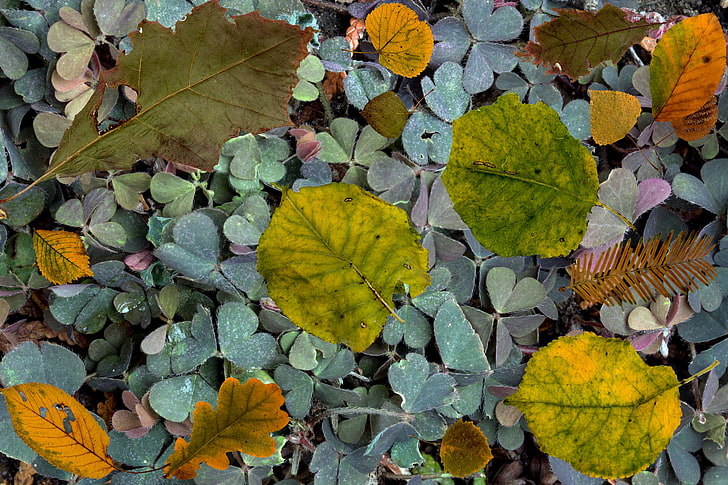green leafed plkant, leaves, fern, autumn, fallen, HD wallpaper