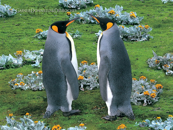 King Penguins Falkland Island, two gray penguins, Animals, Penguin, king penguins, falkland, island, penguin birds, HD wallpaper
