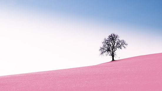 hillside, hill, lone tree, field, pink field, lonely tree, sky, tree, horizon, landscape, HD wallpaper HD wallpaper