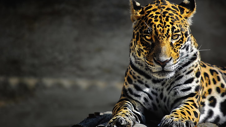 tilt-shift photography of adult leopard, jaguars, digital art, animals, big cats, HD wallpaper