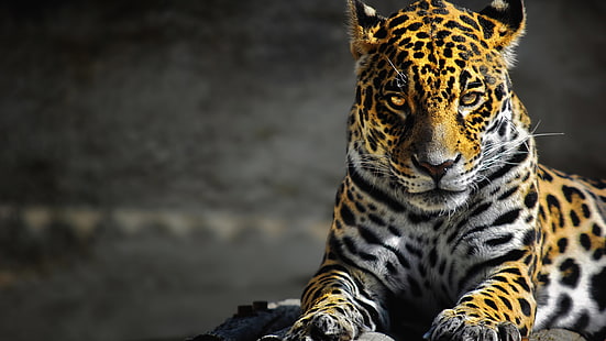 Fotografía de tilt-shift de leopardo adulto, jaguares, arte digital, animales, grandes felinos, Fondo de pantalla HD HD wallpaper