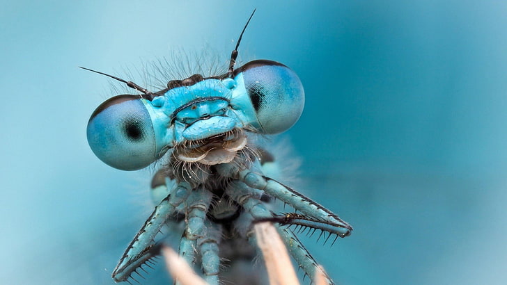 fotografia macro tiro de mosca dragão azul, libélulas, bug, inseto, natureza, macro, azul, HD papel de parede