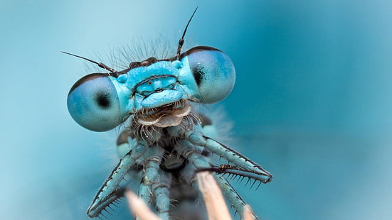 макросъемка фотография муха синего дракона, стрекозы, жук, насекомое, природа, макро, синий, HD обои HD wallpaper