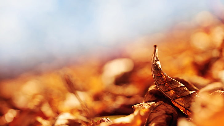 brown dried leaf, closeup, HD wallpaper
