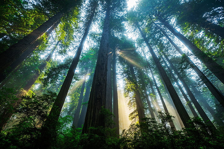 緑の葉の木、森、太陽、光、木、カリフォルニア州、アメリカ、セコイア、レッドウッド国立公園、 HDデスクトップの壁紙