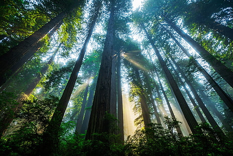 зелени листни дървета, гора, слънце, светлина, дървета, Калифорния, САЩ, Sequoia, Национален парк Redwood, HD тапет HD wallpaper